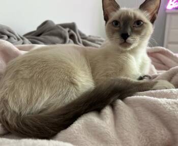 Winter -  Siamese Cat for Adoption in Darien, Georgia - Winter | PetCurious