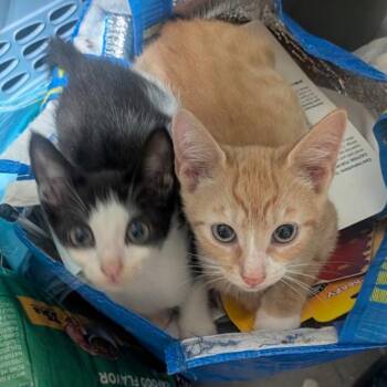Lollipop McKenzie (bonded w/Sherbet) -  Domestic Short Hair Cat for Adoption in Merrifield, Virginia - Lollipop McKenzie (bonded W/Sherbet) | PetCurious