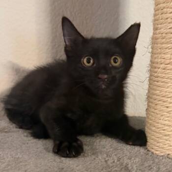 Liam (FKA Bean) -  Domestic Short Hair Cat for Adoption in Midland, Texas - Liam (FKA Bean) | PetCurious