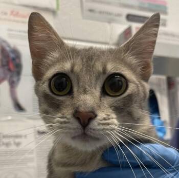 Dottie -  Domestic Short Hair Cat for Adoption in Golden, Colorado - Dottie | PetCurious