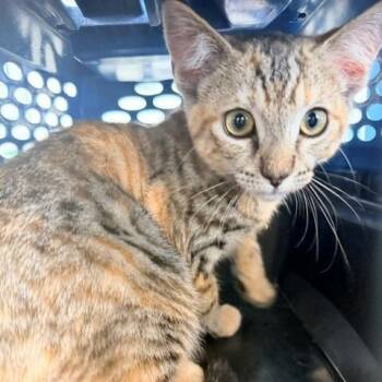Honey -  Domestic Short Hair Cat Available for Adoption in Long Beach, California - Honey | PetCurious