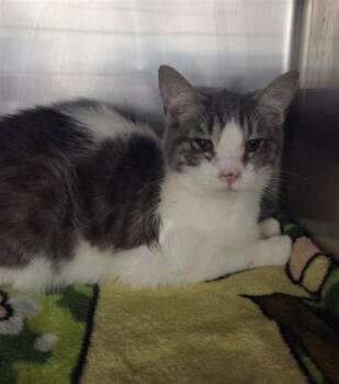 Dime Bag Darrell -  Domestic Medium Hair Cat for Adoption in El Paso, Texas - Dime Bag Darrell | PetCurious
