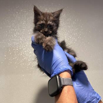 IVHS-Stray-143673 -  Domestic Medium Hair Cat for Adoption in San Gabriel, California - IVHS-Stray-143673 | PetCurious