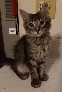 ENID -  Domestic Short Hair Cat for Adoption in Peoria, Illinois - ENID | PetCurious
