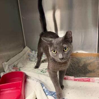 Luna -  Domestic Short Hair Cat for Adoption in East Hanover, New Jersey - Luna | PetCurious