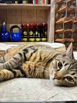 Domestic Short Hair Cats Available for Adoption - Chip | PetCurious