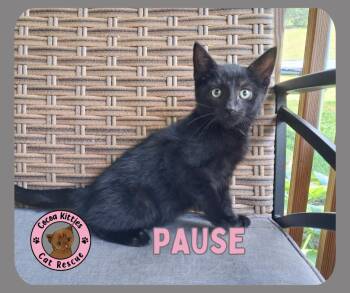 Pause -  Domestic Short Hair Cat for Adoption in Hershey, Pennsylvania - Pause | PetCurious
