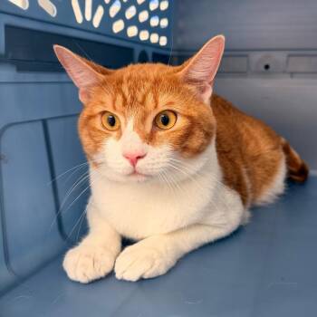 Willie -  Domestic Medium Hair Cat for Adoption in Indianapolis, Indiana - Willie | PetCurious