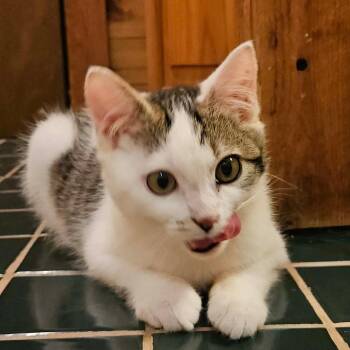Lucky -  Tabby and Domestic Short Hair Cat for Adoption in Greensburg, Pennsylvania - Lucky | PetCurious