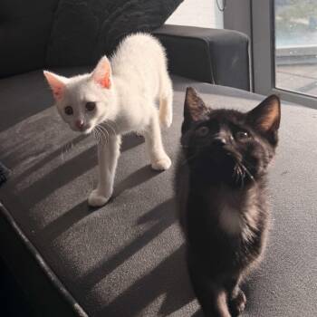Claude & Mallow -  Domestic Short Hair Cat for Adoption in Oakville, Ontario - Claude & Mallow | PetCurious