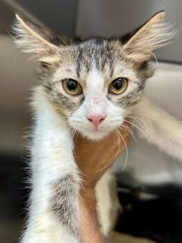 Perseus -  Domestic Medium Hair Cat for Adoption in Wichita, Kansas - Perseus | PetCurious