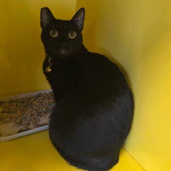 Ebony -  Domestic Short Hair Cat for Adoption in Abilene, Texas - Ebony | PetCurious