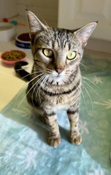 Honeybee -  Domestic Short Hair Cat for Adoption in Jacksonville, Florida - Honeybee | PetCurious