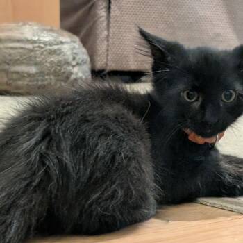 Fish Bernier -  Domestic Short Hair Cat for Adoption in Eagle Mountain, Utah - Fish Bernier | PetCurious
