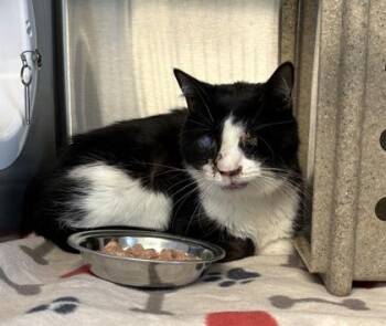 Domestic Short Hair Cats Available for Adoption in Lafayette, Indiana - Koko | PetCurious