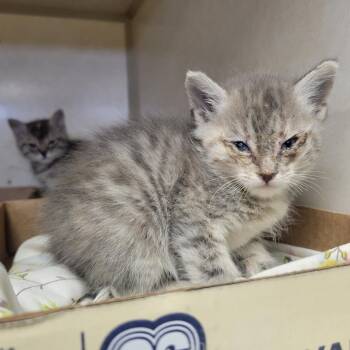 Sunny -  Domestic Short Hair Cat for Adoption in Westminster, California - Sunny | PetCurious