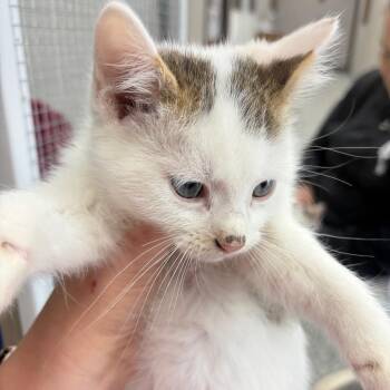 Jazz -  Domestic Short Hair Cat Available for Adoption in Carroll, Iowa - Jazz | PetCurious