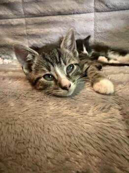 Domestic Short Hair Cats Available for Adoption in Pomona, New York - Flyer | PetCurious