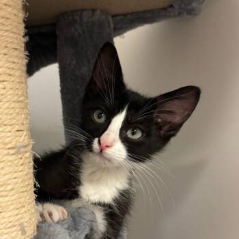 Legume -  Domestic Short Hair Cat for Adoption in South Elgin, Illinois - Legume | PetCurious