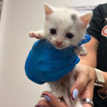 Amanai A2 -  Domestic Short Hair Cat for Adoption in Edinburg, Texas - Amanai A2 | PetCurious