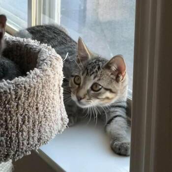 Pyro Bingham -  Domestic Short Hair Cat for Adoption in Eagle Mountain, Utah - Pyro Bingham | PetCurious