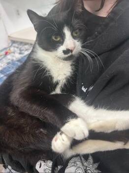 Piano -  Domestic Short Hair Cat for Adoption in Meriden, Connecticut - Piano | PetCurious