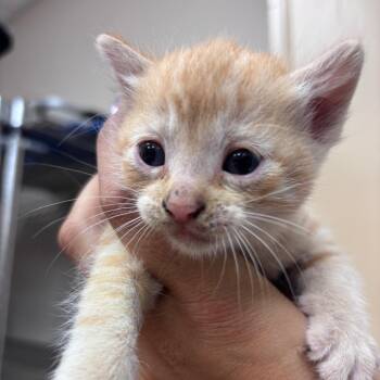 Robin -  Domestic Short Hair Cat for Adoption in Goleta, California - Robin | PetCurious