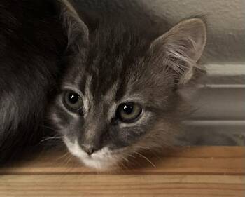 Malka -  Domestic Medium Hair Cat for Adoption in Colorado Springs, Colorado - Malka | PetCurious