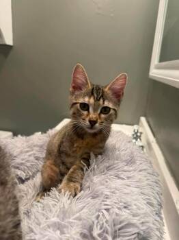 Cookie -  Domestic Short Hair Cat for Adoption in Groveland, Massachusetts - Cookie | PetCurious