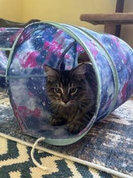 Frederico -  Domestic Long Hair Cat for Adoption in Mokena, Illinois - Frederico | PetCurious