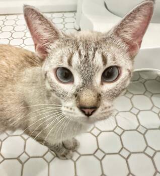Rescue Siamese Cats for Adoption in Chapel Hill, North Carolina - Nymeria | PetCurious