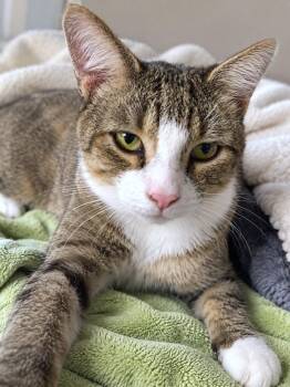 Zane 1 year AVA 10/8 -  Domestic Short Hair Cat for Adoption in Sterling, Massachusetts - Zane 1 Year AVA 10/8 | PetCurious
