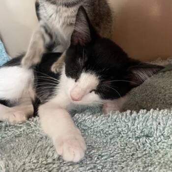Domestic Short Hair Cats Available for Adoption in Flagstaff, Arizona - MJ | PetCurious