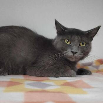 Whisp -  Domestic Medium Hair Cat for Adoption in Duncan, Oklahoma - Whisp | PetCurious