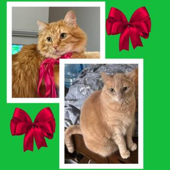 Domestic Short Hair and Domestic Long Hair Cats Available for Adoption - Leo & Pinky BONDED  | PetCurious