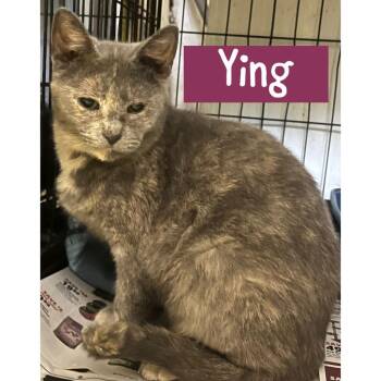 Domestic Short Hair Cats Available for Adoption - Ying | PetCurious