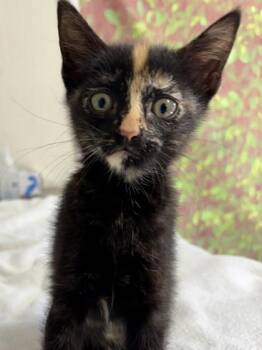 Domestic Short Hair Cats Available for Adoption in San Antonio, Texas - Sunscreen | PetCurious