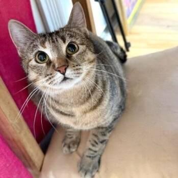 Torbie and Domestic Short Hair Cats Available for Adoption in Friendswood, Texas - Candy Cane | PetCurious