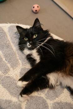 Cordelia (bonded with Denver) -  Domestic Long Hair Cat for Adoption in Oakland, California - Cordelia (bonded With Denver) | PetCurious