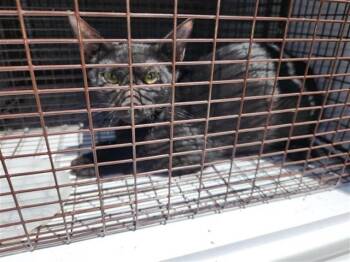 A660864 -  Domestic Short Hair Cat for Adoption in Houston, Texas - A660864 | PetCurious