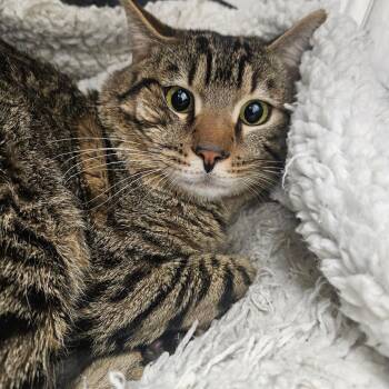 Bengal Cats Available for Adoption - Nobel | PetCurious