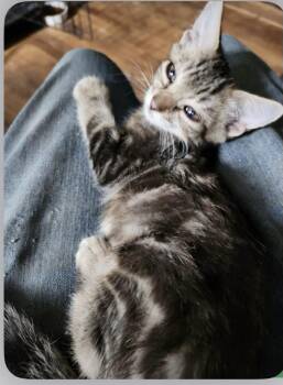 Marshal -  Domestic Short Hair Cat for Adoption in Howell, Michigan - Marshal | PetCurious