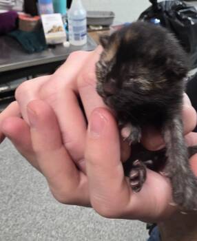 Domestic Short Hair Cats Available for Adoption in Huntington, Indiana - Embla | PetCurious