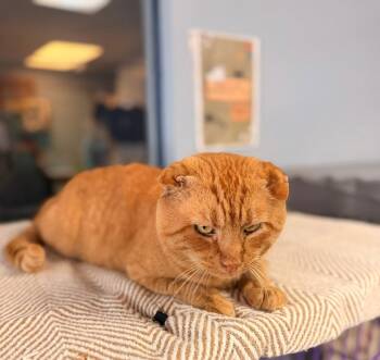 Kratos -  Tabby Cat for Adoption in Lovingston, Virginia - Kratos | PetCurious