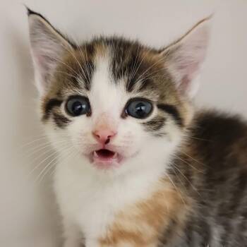 Domestic Short Hair Cats Available for Adoption in Sarasota, Florida - Twix | PetCurious