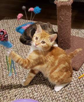 Domestic Short Hair Cats Available for Adoption - Archie | PetCurious