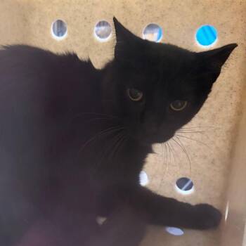 Pleep Plop -  Domestic Short Hair Cat for Adoption in Cheyenne, Wyoming - Pleep Plop | PetCurious