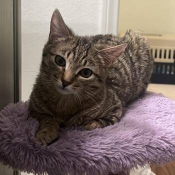 Tabby Cats Available for Adoption - Lulu | PetCurious