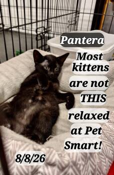 pantera -  Bombay Cat for Adoption in Staunton, Virginia - Pantera | PetCurious