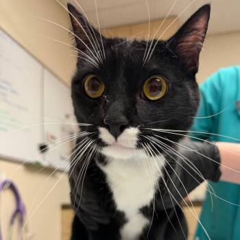 Zach -  Domestic Short Hair Cat for Adoption in Lakeland, Florida - Zach | PetCurious